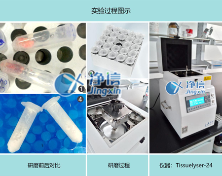 净信多样品组织研磨仪：研磨大鼠血管提取核酸